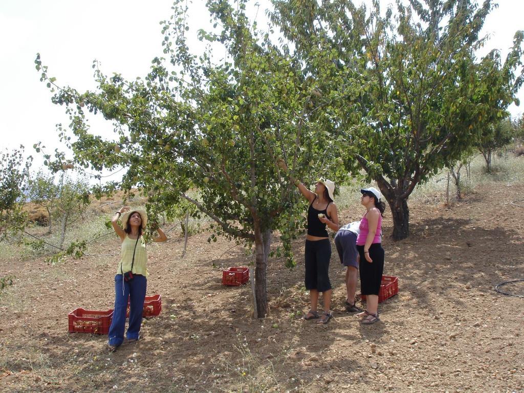 Krousonas  Arodamos Guesthouse מראה חיצוני תמונה
