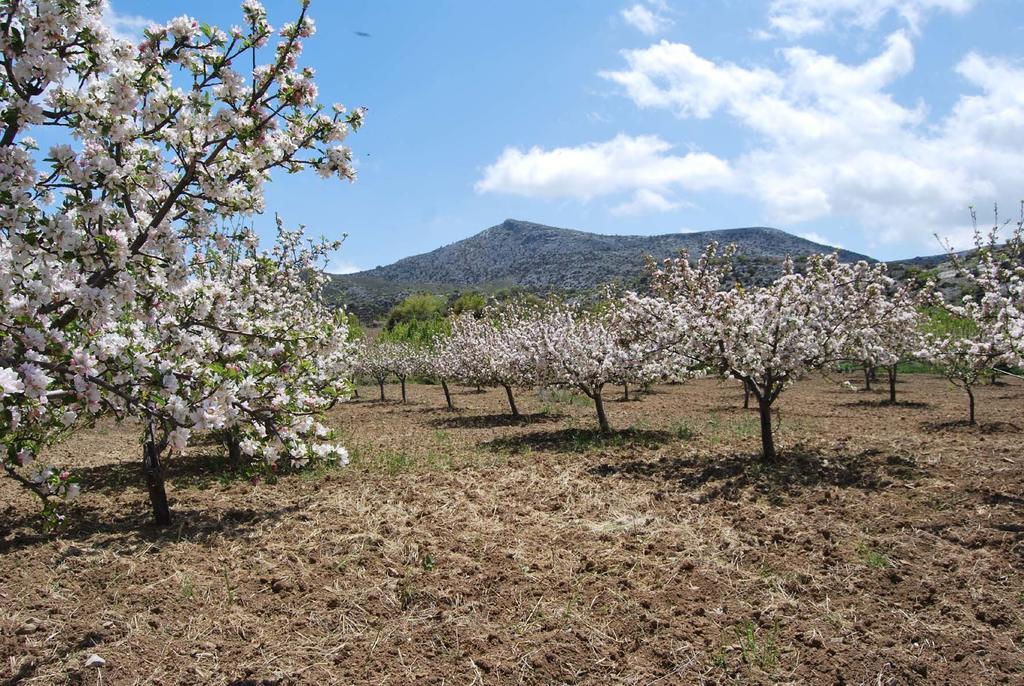 Krousonas  Arodamos Guesthouse מראה חיצוני תמונה