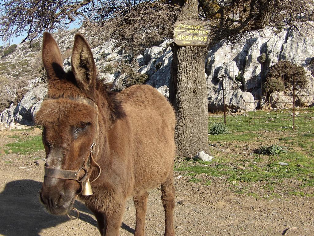 Krousonas  Arodamos Guesthouse מראה חיצוני תמונה